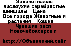 Зеленоглазые вислоухие серебристые шиншилы › Цена ­ 20 000 - Все города Животные и растения » Кошки   . Чувашия респ.,Новочебоксарск г.